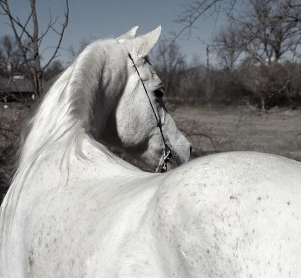 ridden-english-arabian-horse