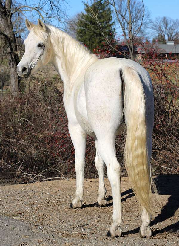 playday-arabian-horse