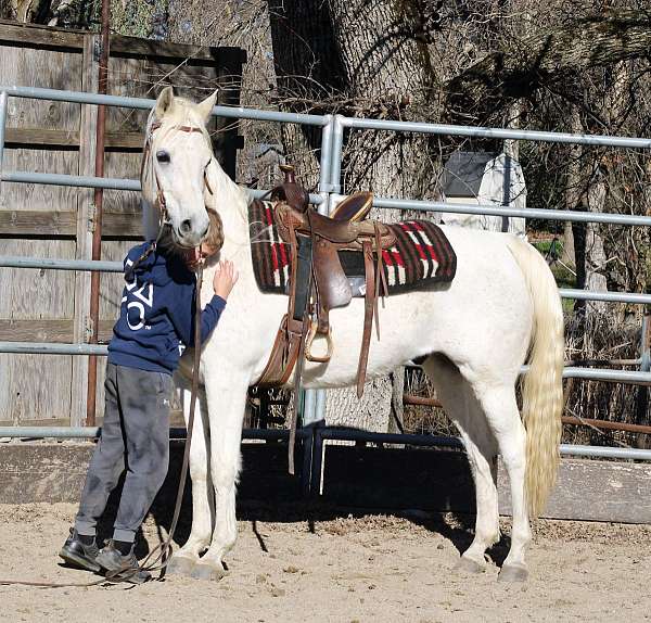 ridden-western-arabian-horse