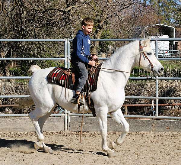 trail-arabian-horse