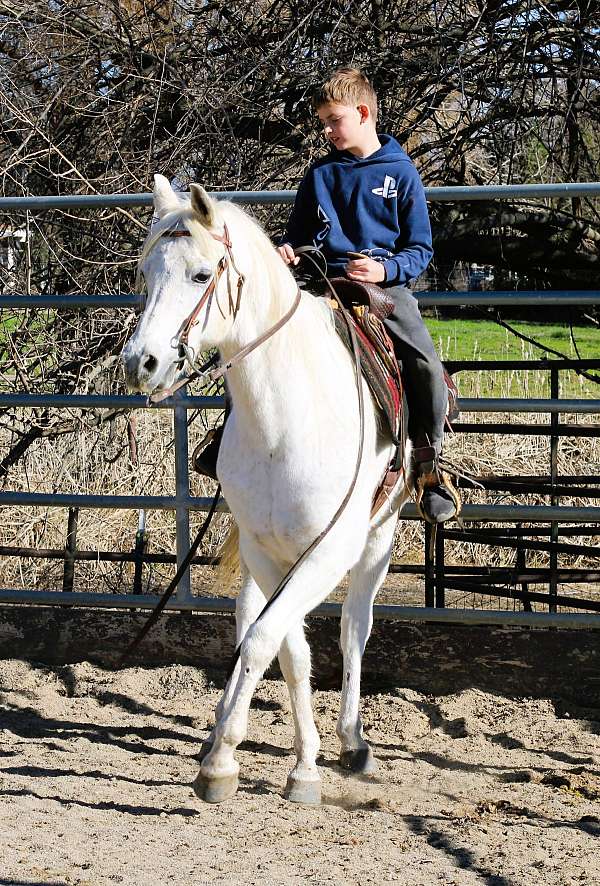 trail-riding-arabian-horse