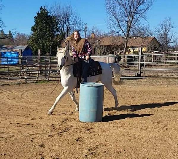 grey-arabian-gelding