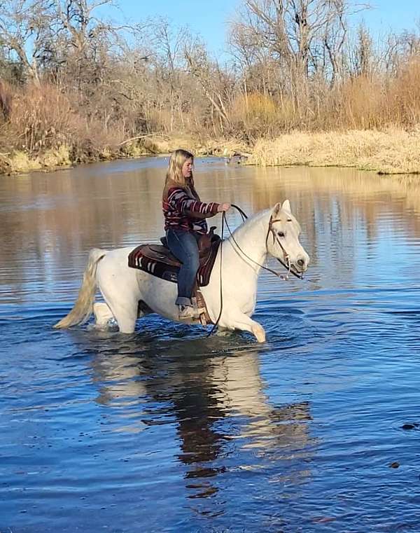 grey-beginner-horse