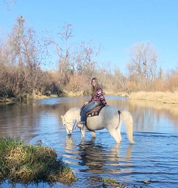 grey-husband-safe-horse