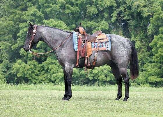 barrel-quarter-horse