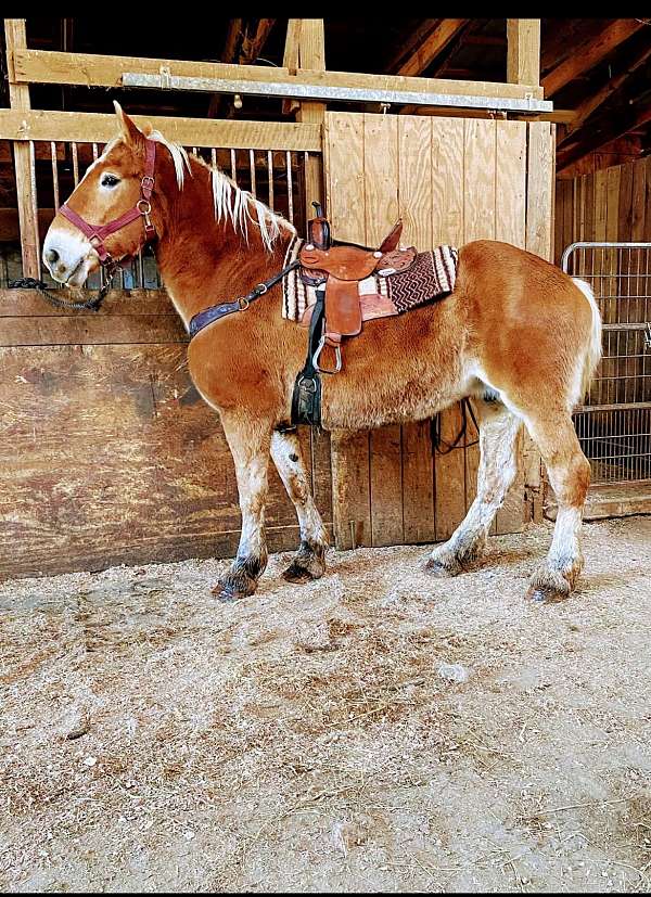 beginner-belgian-horse