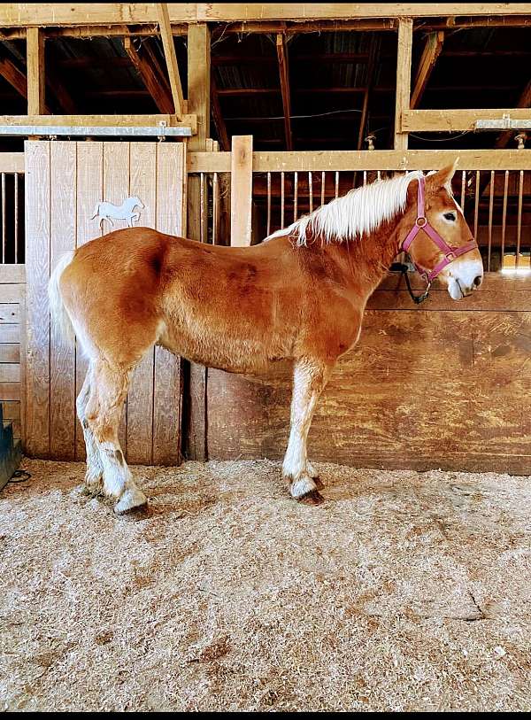 draft-belgian-horse