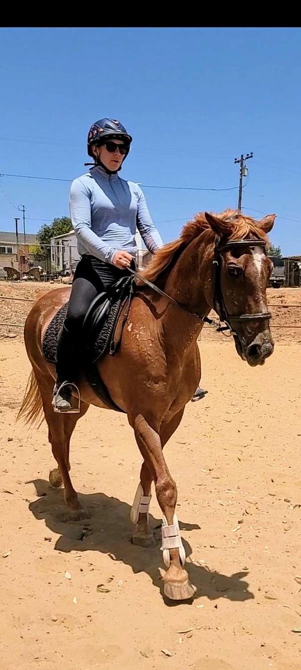 bay-chestnut-arabian-for-sale