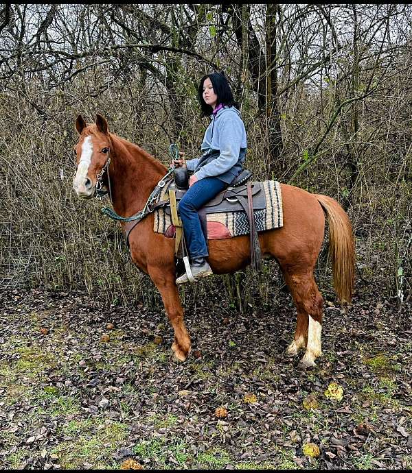 beginner-haflinger-pony