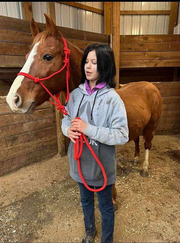 gelding-haflinger-pony