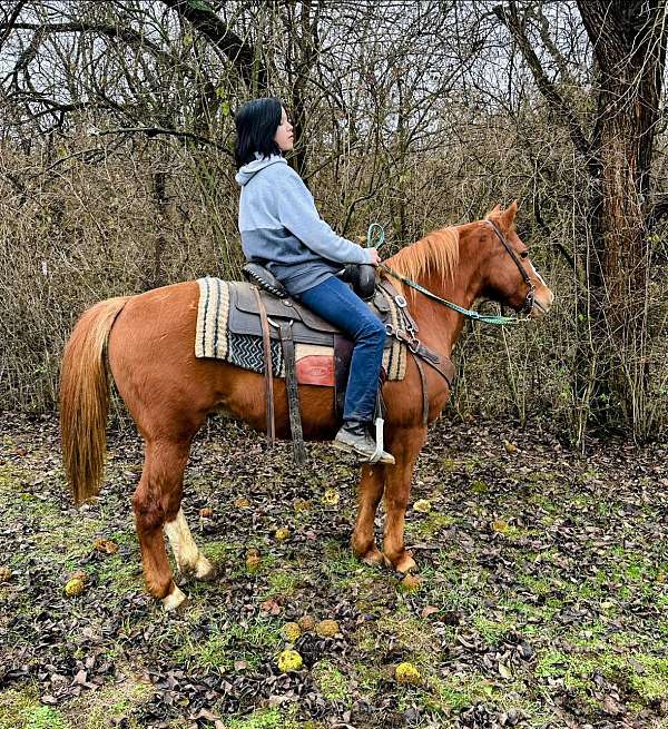 4h-haflinger-pony