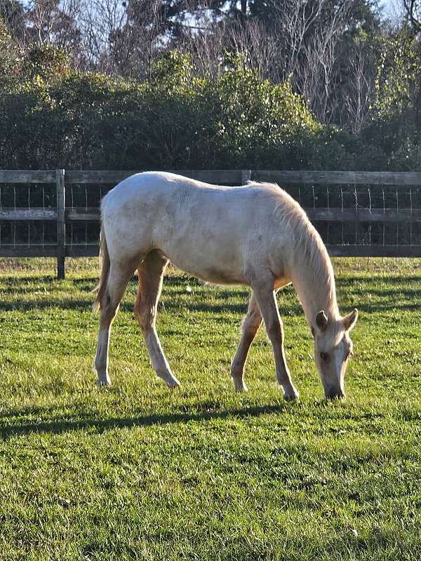 appaloosa-filly