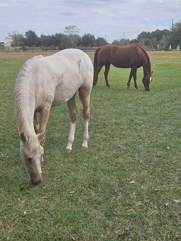 appaloosa-horse-for-sale