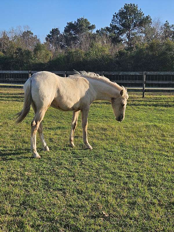 appaloosa-horse