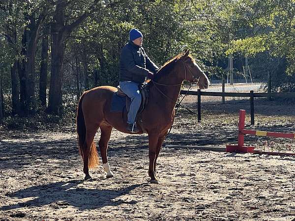 draft-cross-morgan-horse