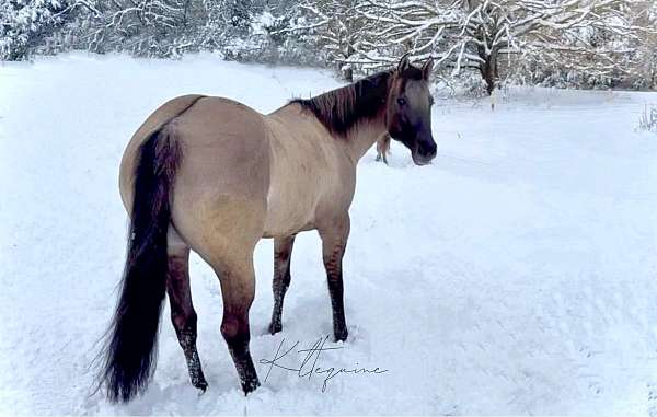 quarter-horse-for-sale