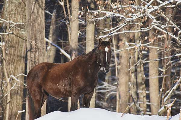 all-around-filly