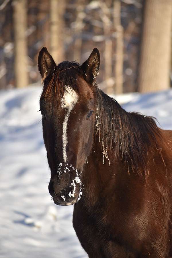 black-all-around-horse