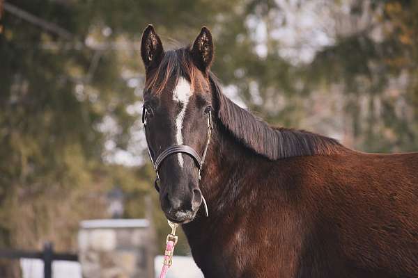 black-all-around-horse