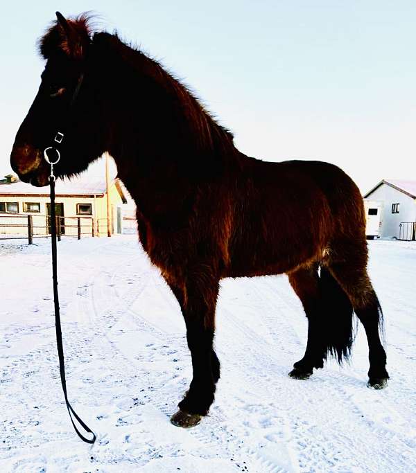 beginner-icelandic-horse