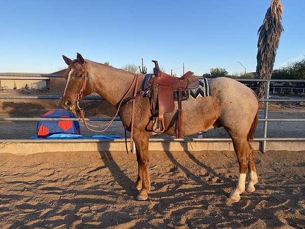 quarter-horse-gelding