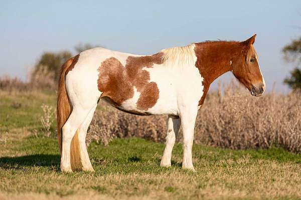 ranch-work-quarter-horse