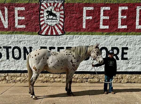 ranch-work-quarter-horse