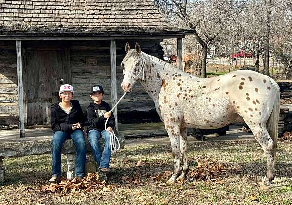 family-horse-quarter