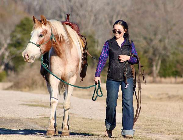 trail-quarter-horse