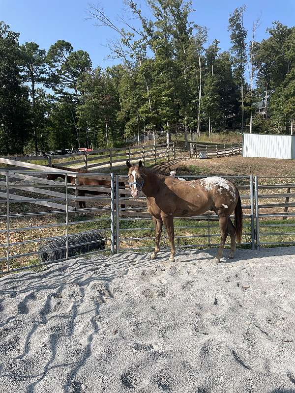 appaloosa-gelding