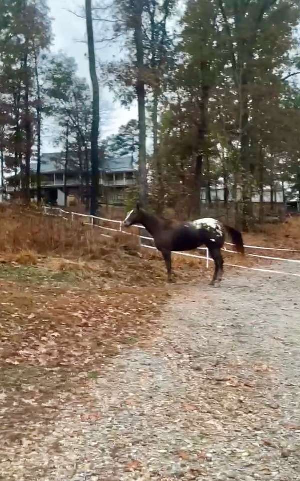 appaloosa-horse