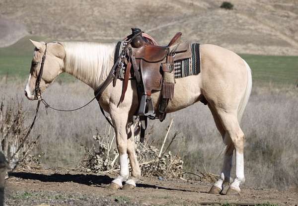 palomino-blaze-horse