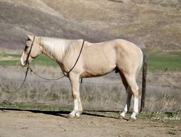 ranch-work-quarter-horse