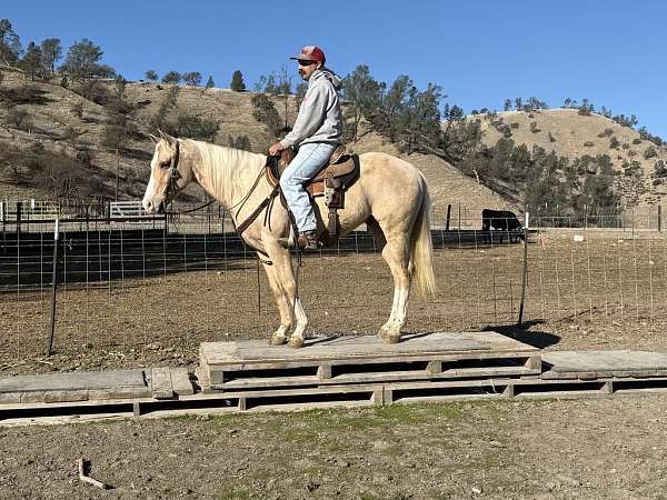 family-horse-quarter