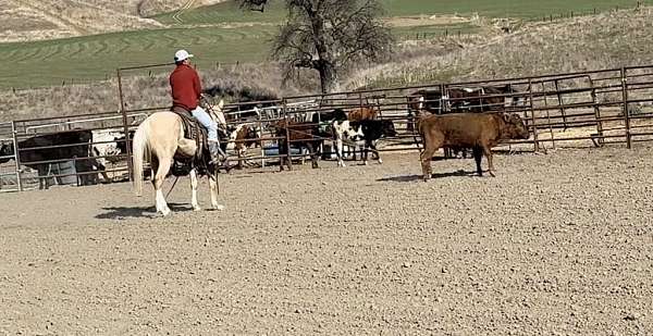 palomino-quarter-horse