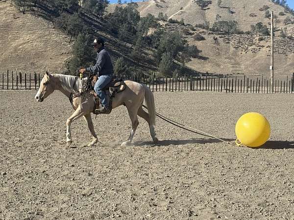 trail-quarter-horse