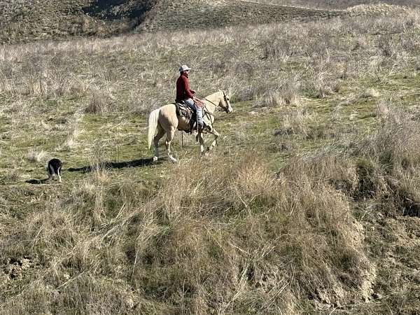 all-around-quarter-horse