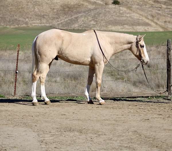 beginner-quarter-horse