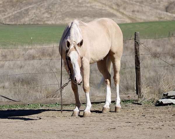 experienced-quarter-horse