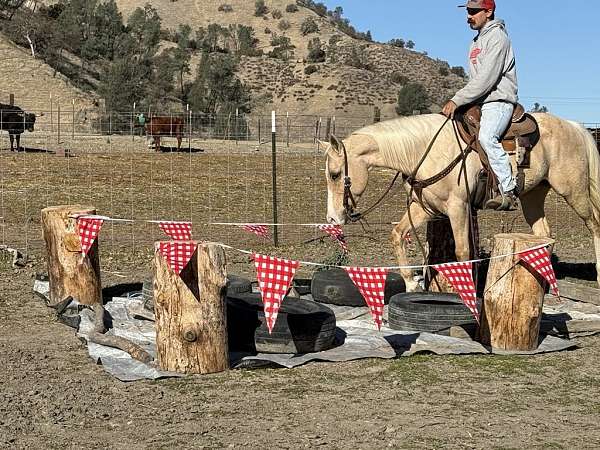 husband-safe-quarter-horse