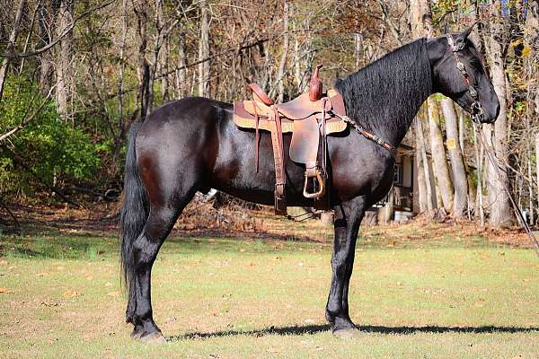 black-none-horse