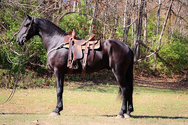 draft-friesian-horse