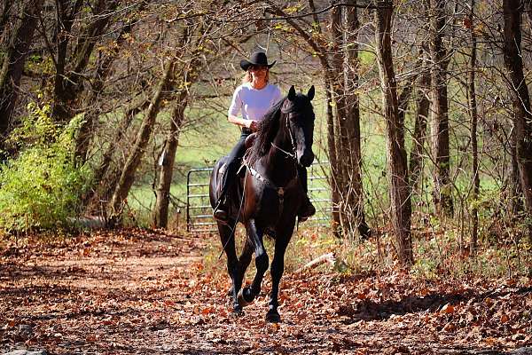 trail-friesian-horse