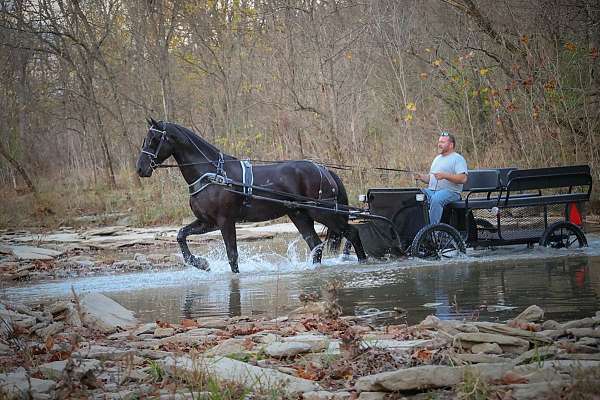 ride-friesian-horse