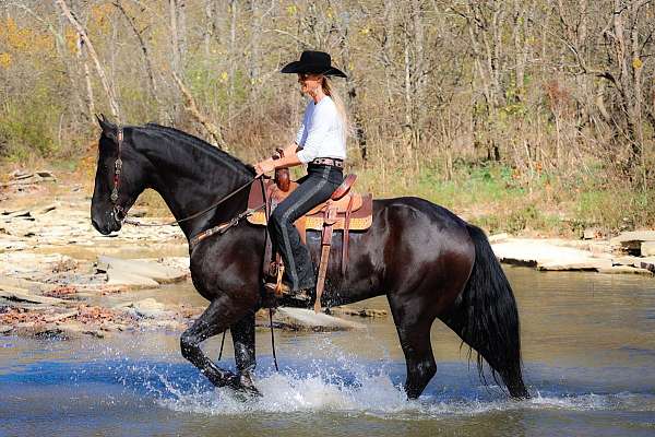 all-around-friesian-horse