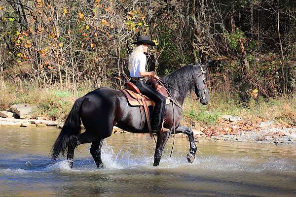 athletic-friesian-horse