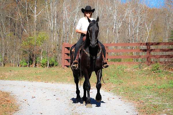 experienced-friesian-horse