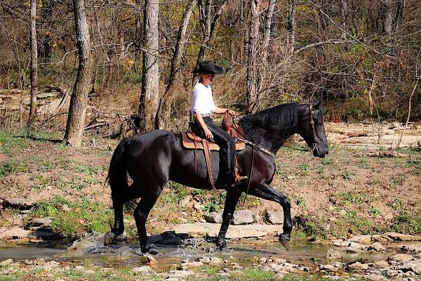 flashy-friesian-horse