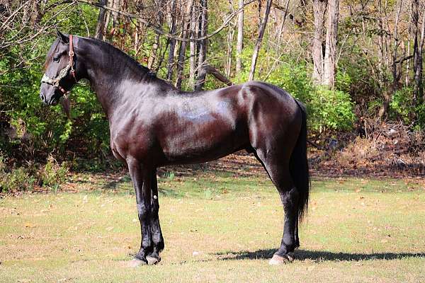 husband-safe-friesian-horse