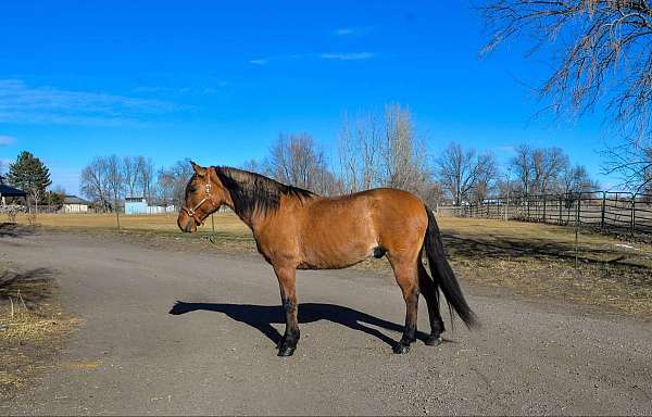 barrel-pattern-gelding